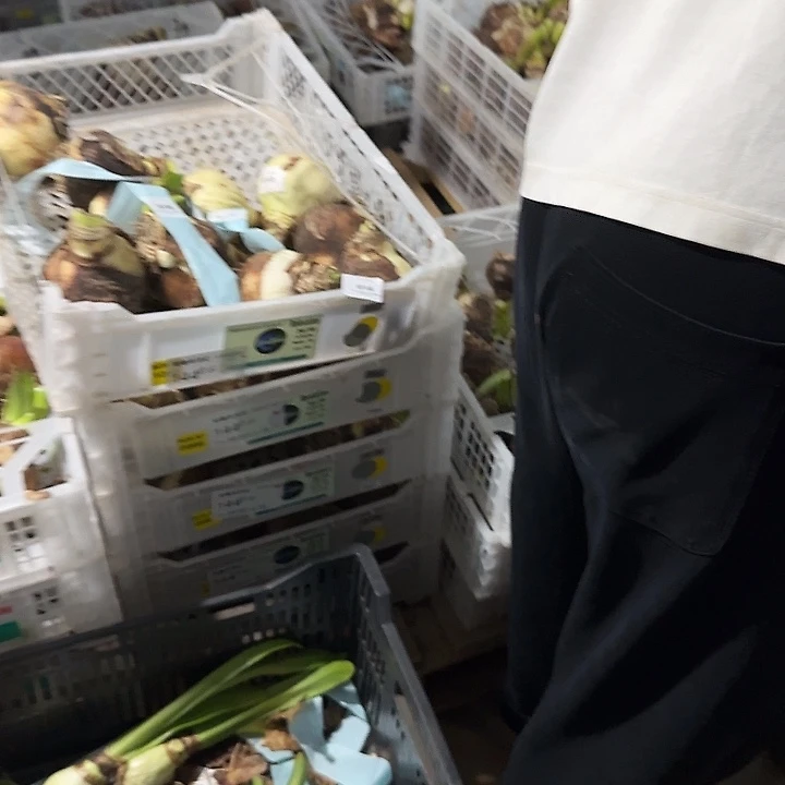 卡布鲁斯5.5公分福利球