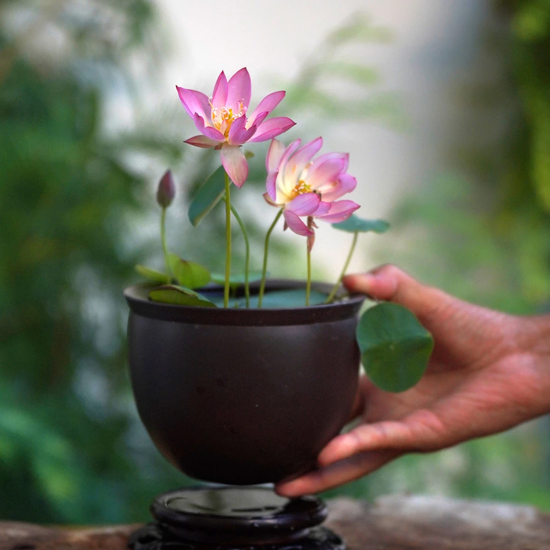 周劲松【隔凡洗尘】小微型盆栽家庭窗阳露台种植碗莲荷花种藕根茎苗