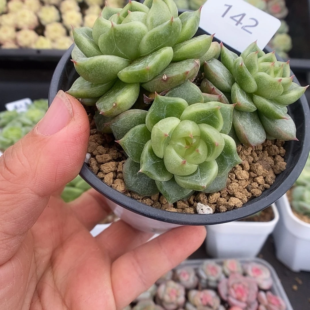 一物一拍一物一拍925-142