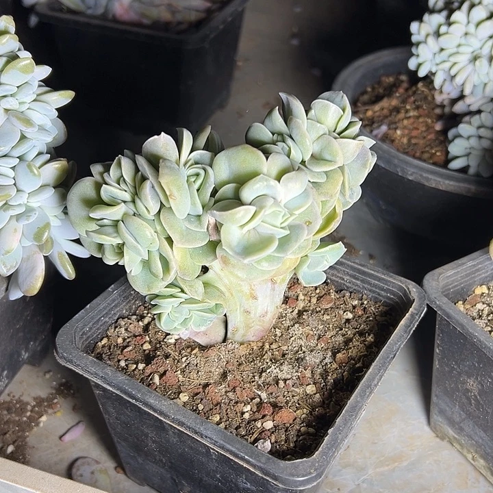 可爱玫瑰群生缀化多肉