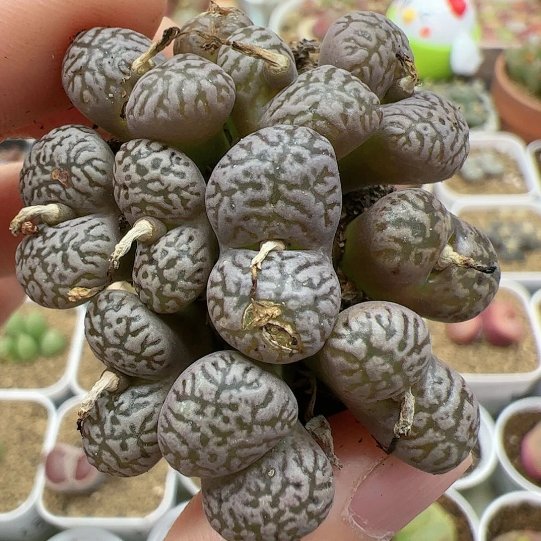 【闪购商品】128 开播福利