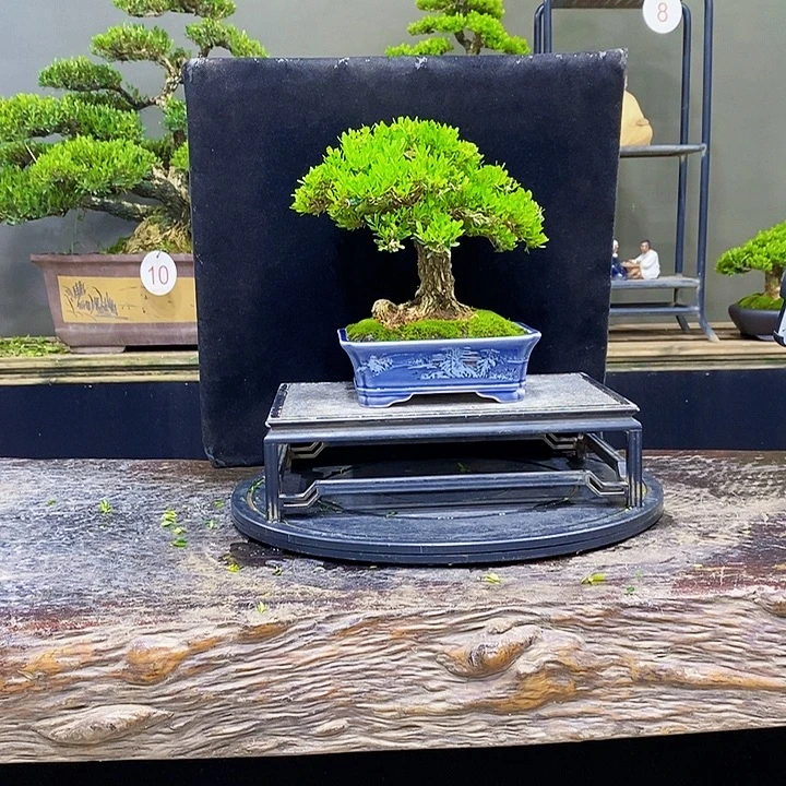 无花朵黄杨盆景四季常青