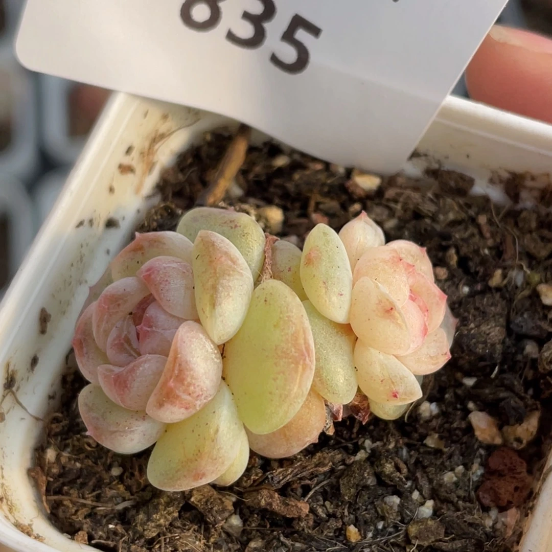 835号糖心冰心珍妮