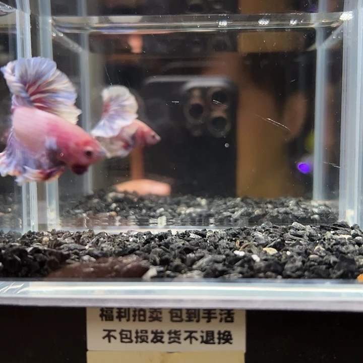 斗鱼竞拍跑单拉黑26日96