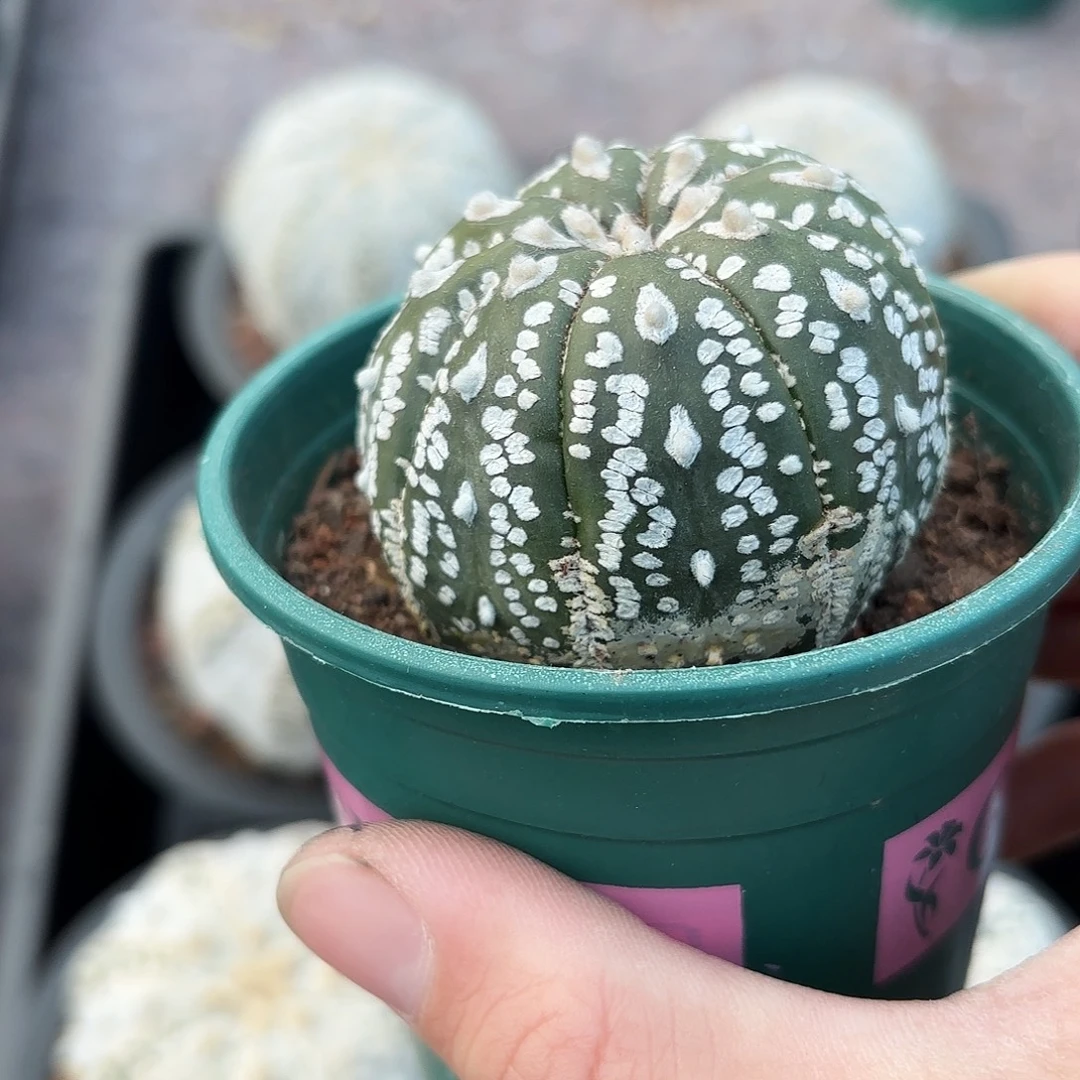 脱土发，保健康，一物一拍