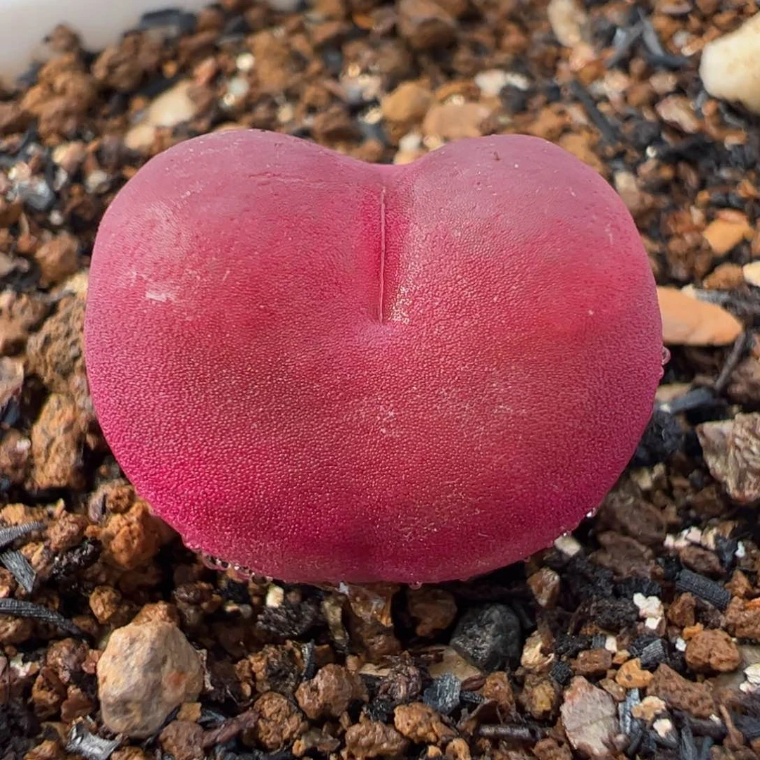吕氏红宝石多肉植物百科