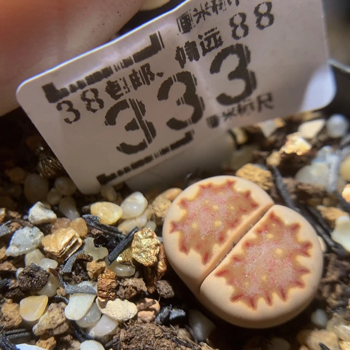 Sss精品生石花333高特