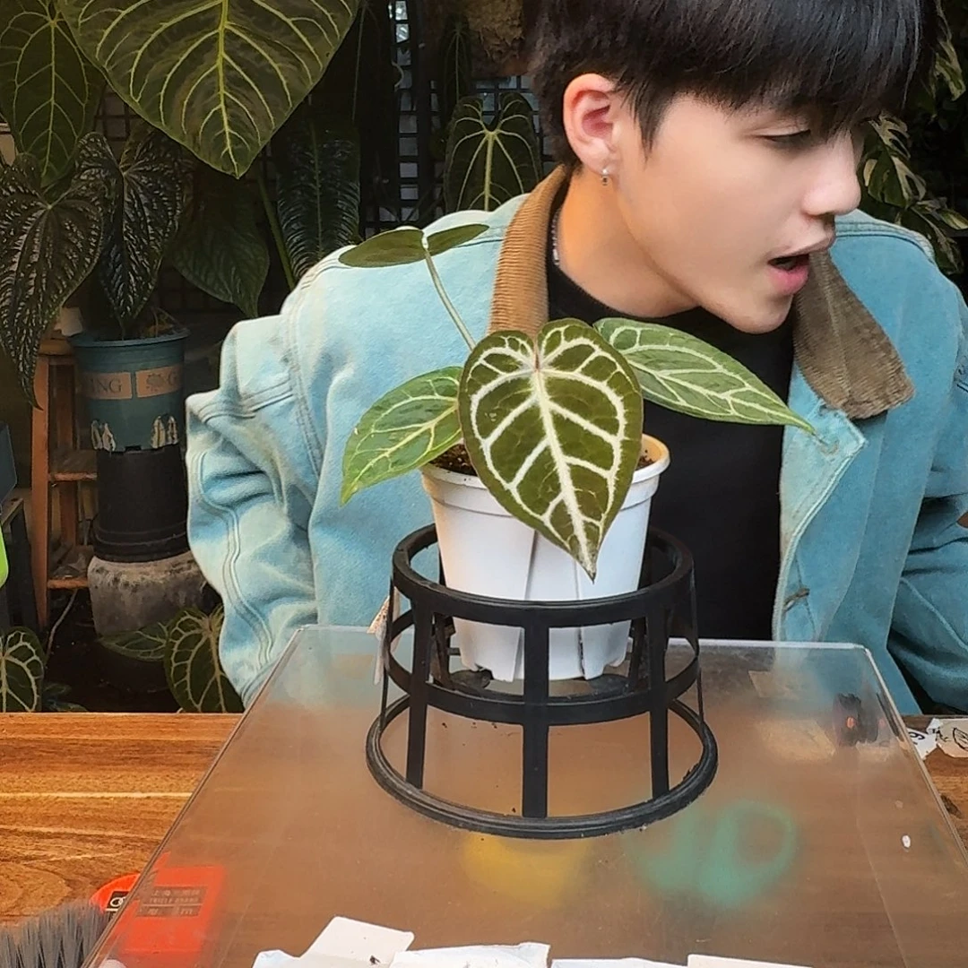 完全开放B157skg银红杂银色闪光