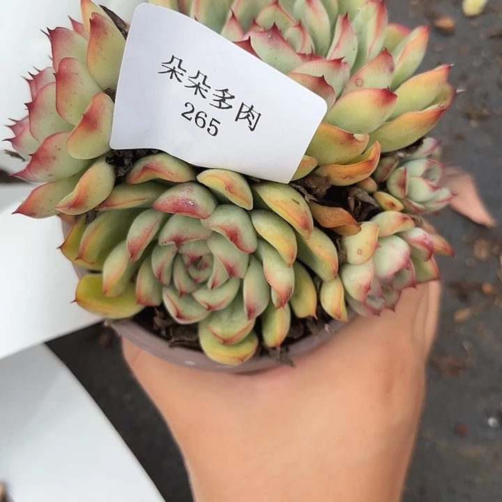 战后265呀呀呀呀呀呀呀呀