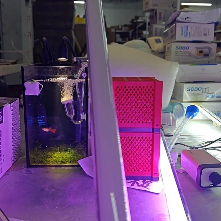 紫印母鱼80曾艳灯