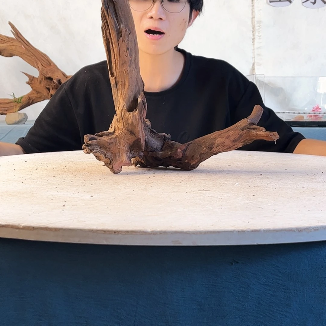 沉木造景爬宠造景