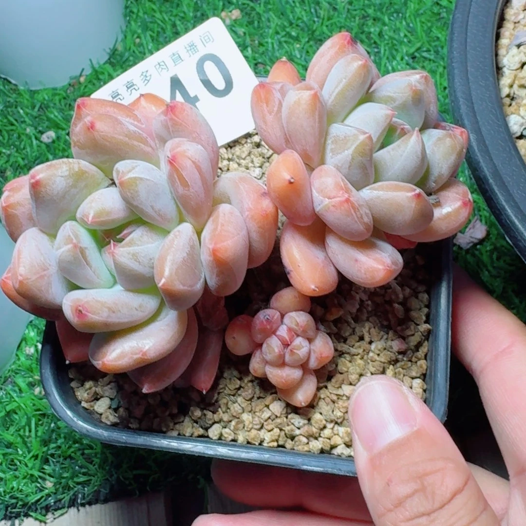 福利橘子美人            精美多肉植物