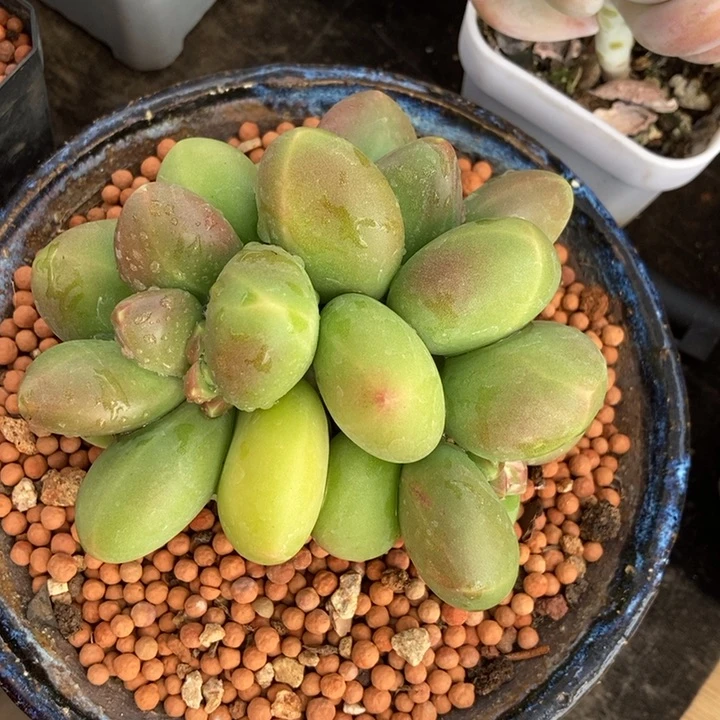 正版芒果奶多肉植物