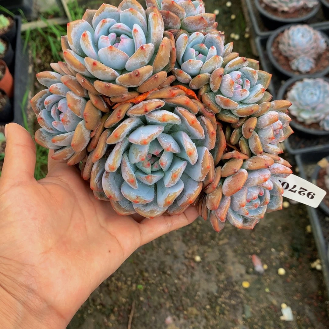 飞***翔92708多头一个嗯嗯嗯嗯嗯好喜欢