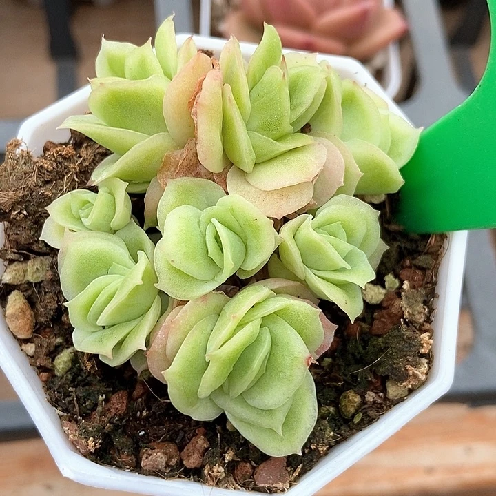 多肉植物冰玫瑰锦147