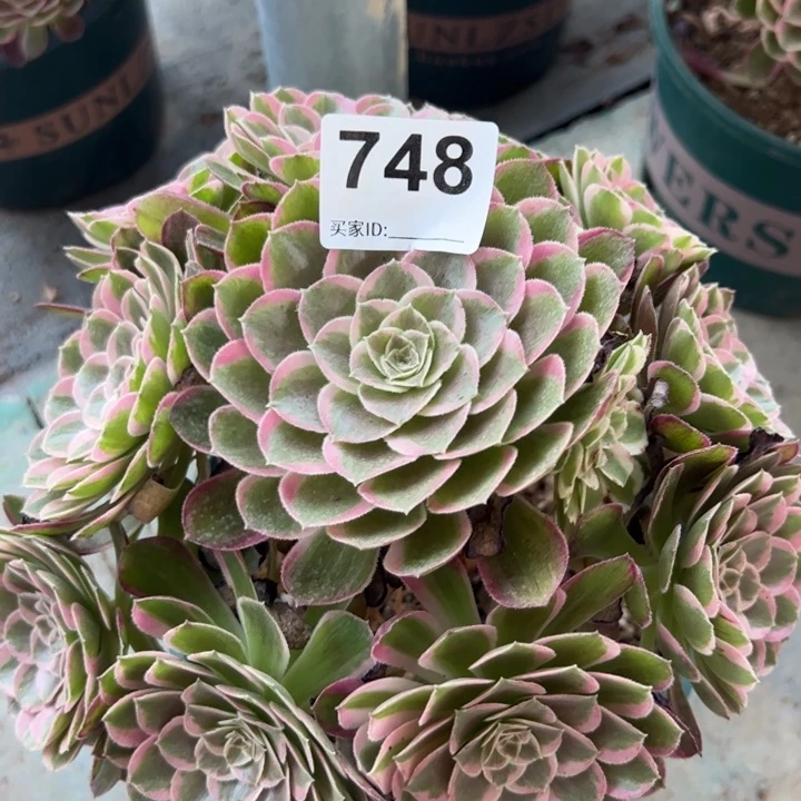 748孔雀翎20厘米半木质