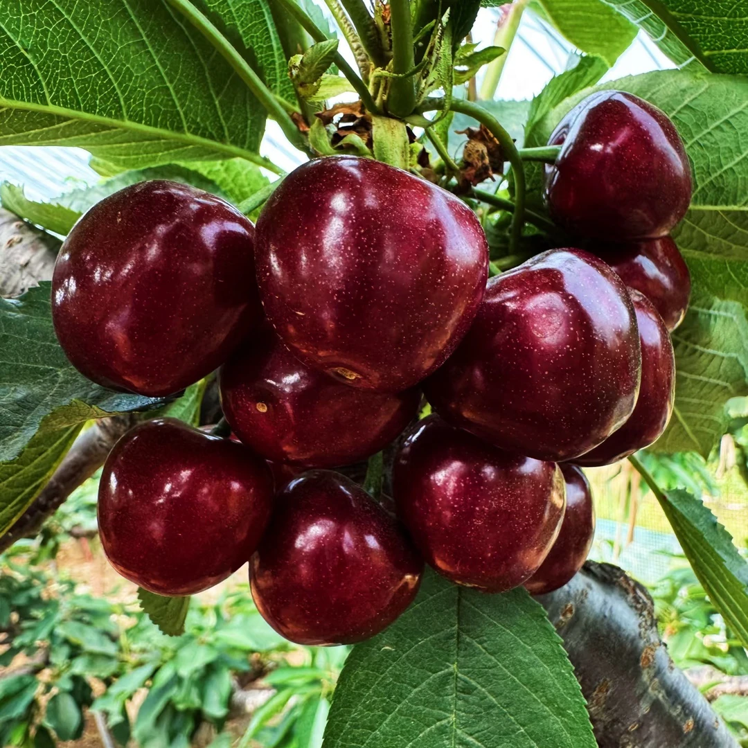 大连头茬美早大樱桃 J 2斤新鲜水果美早樱桃