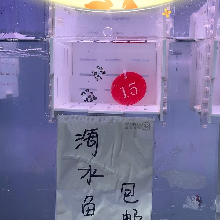 海水鱼精品熊猫小丑鱼