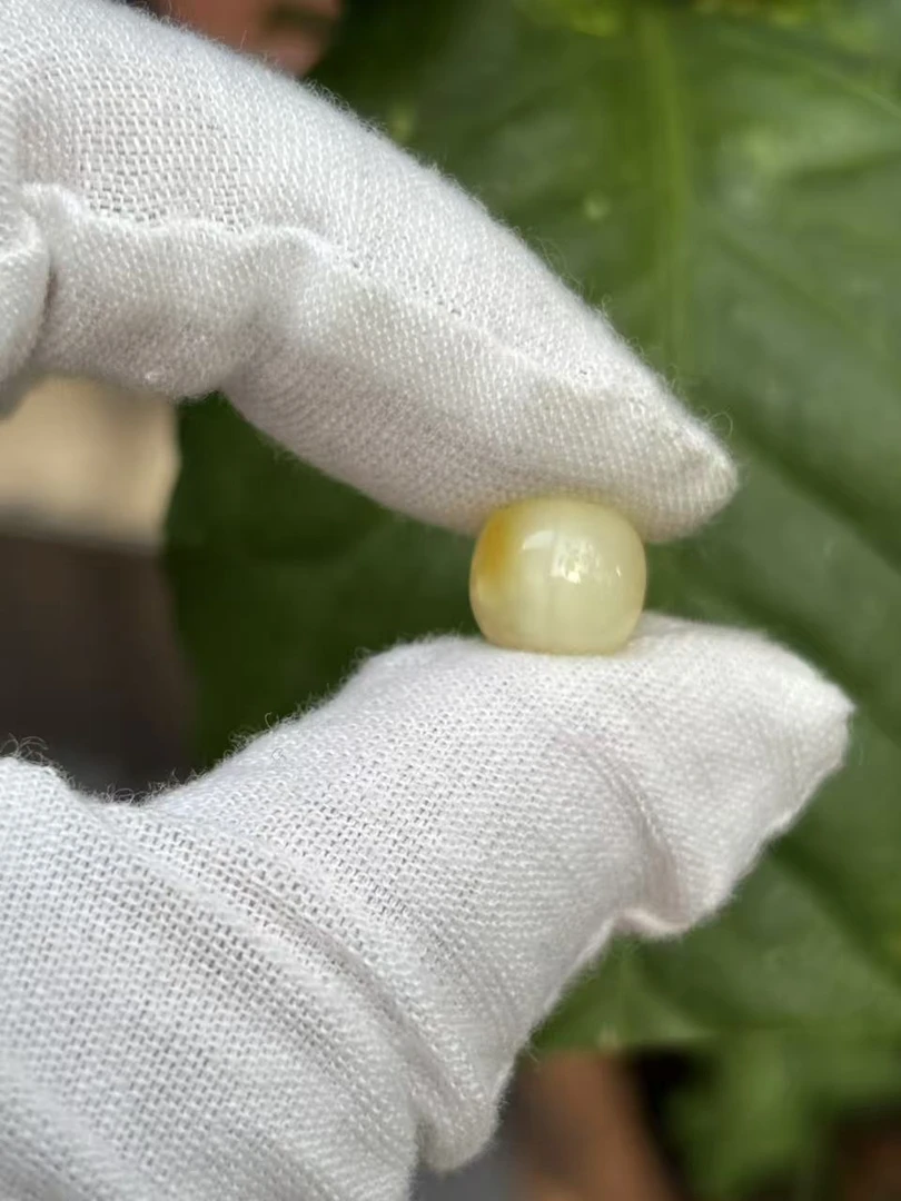 1704天然蜜蜡琥珀老型墩子9.7x8.7mm