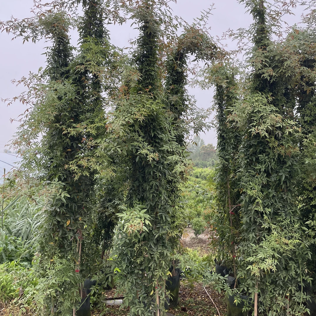 红木香大爬藤3米左右高耐寒耐热开花红色重瓣花朵好养爬藤植物