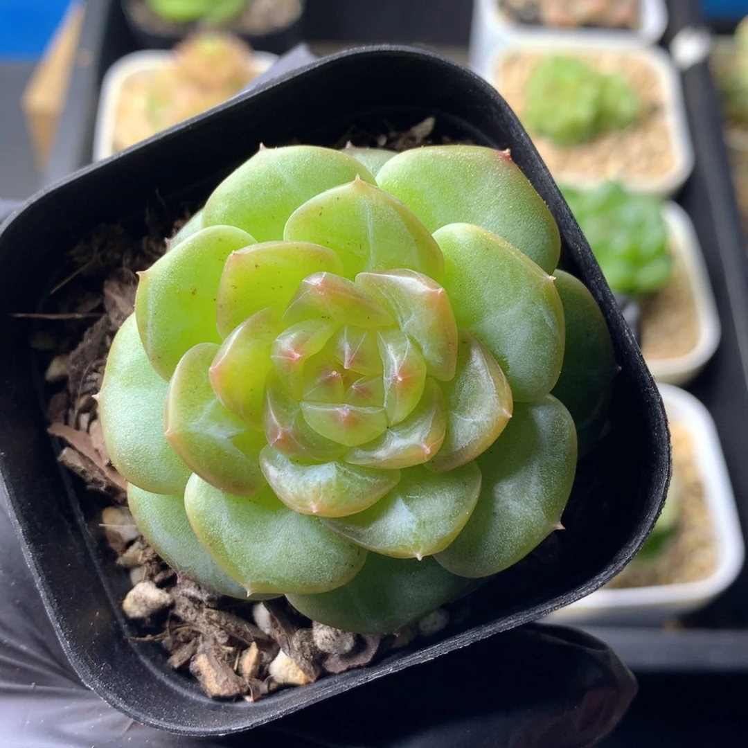 58包邮  群生不包整 98