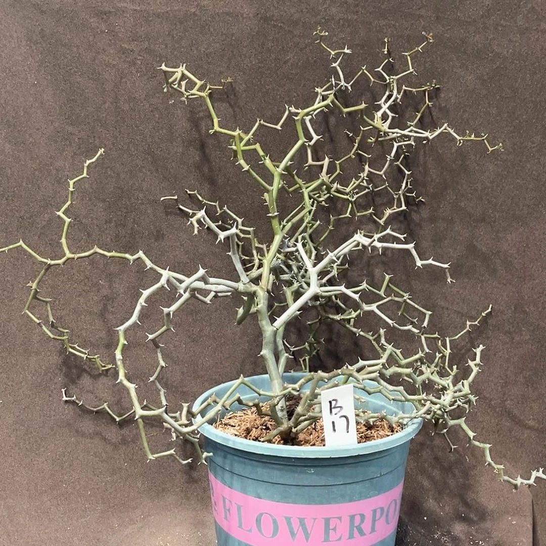 潮流植物 潮流植物 B17大漏