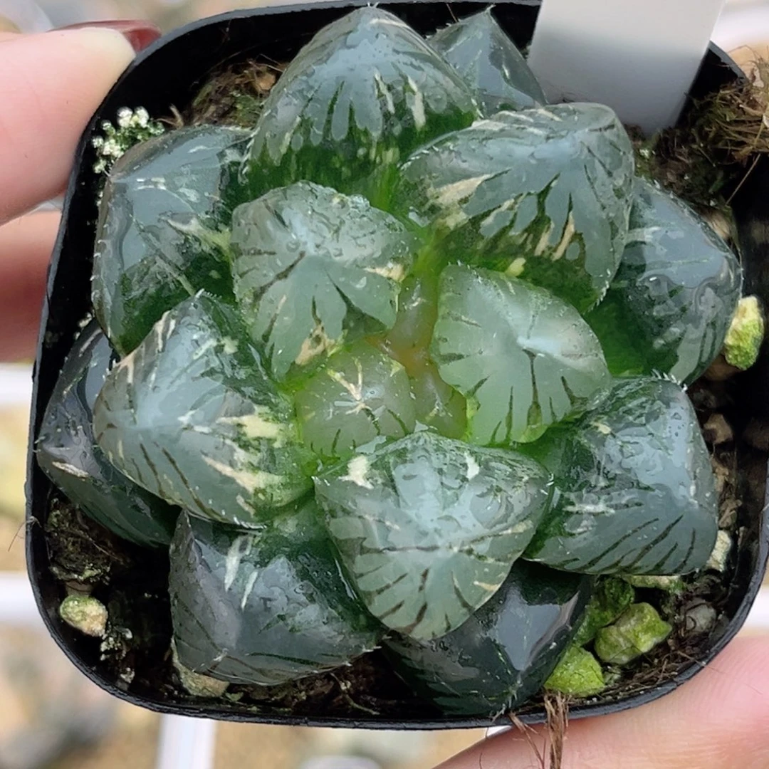 94紫王玉露锦福利专场