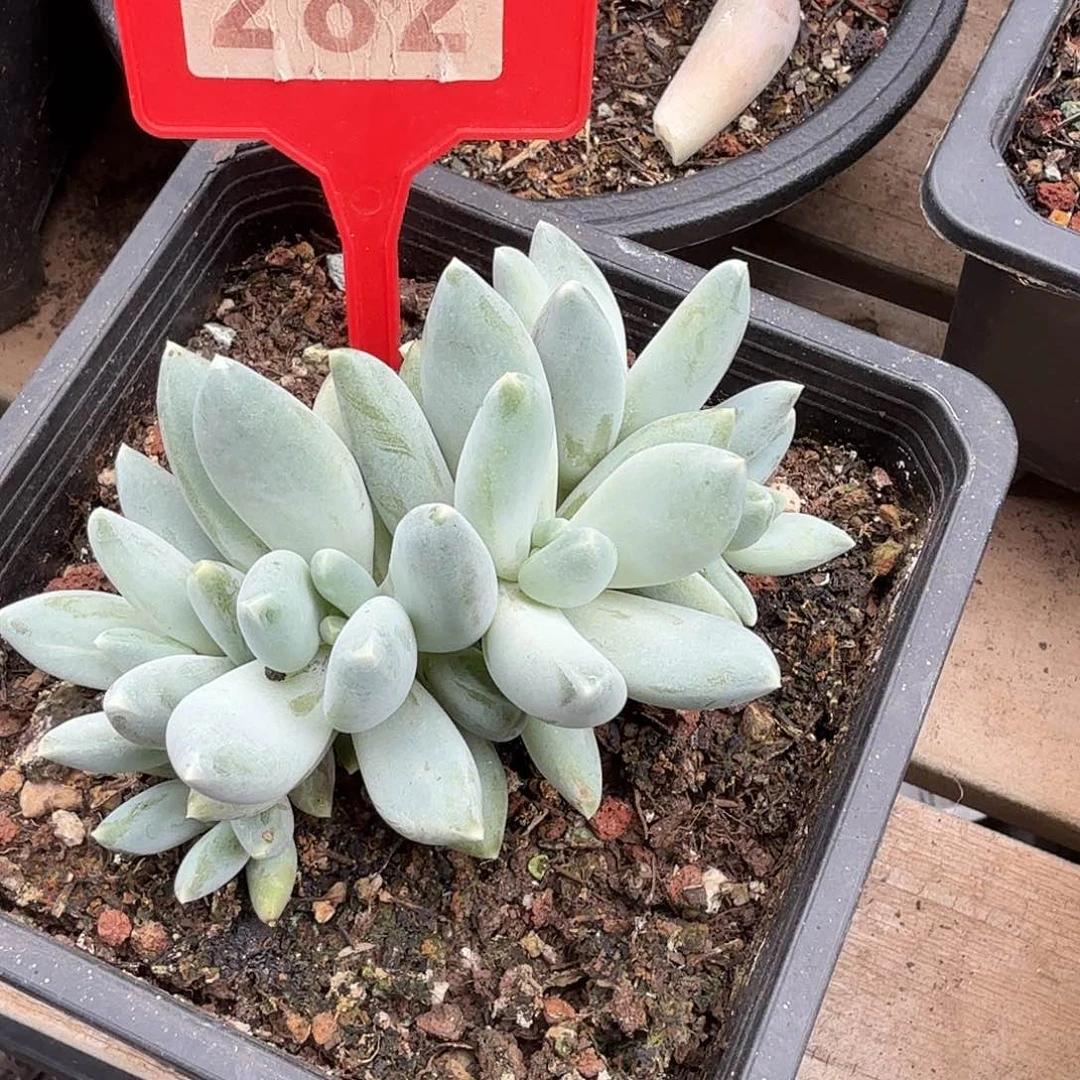 七彩三色多肉植物282