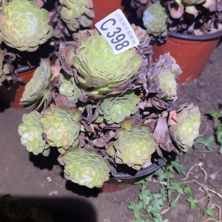 朱***姐倾城中班……多肉植物的