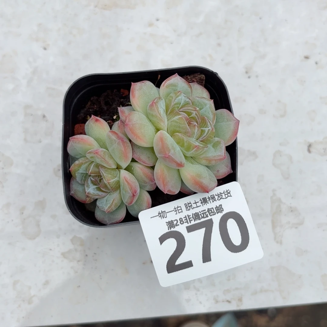 吃***豆柠檬珍妮无盆土发货