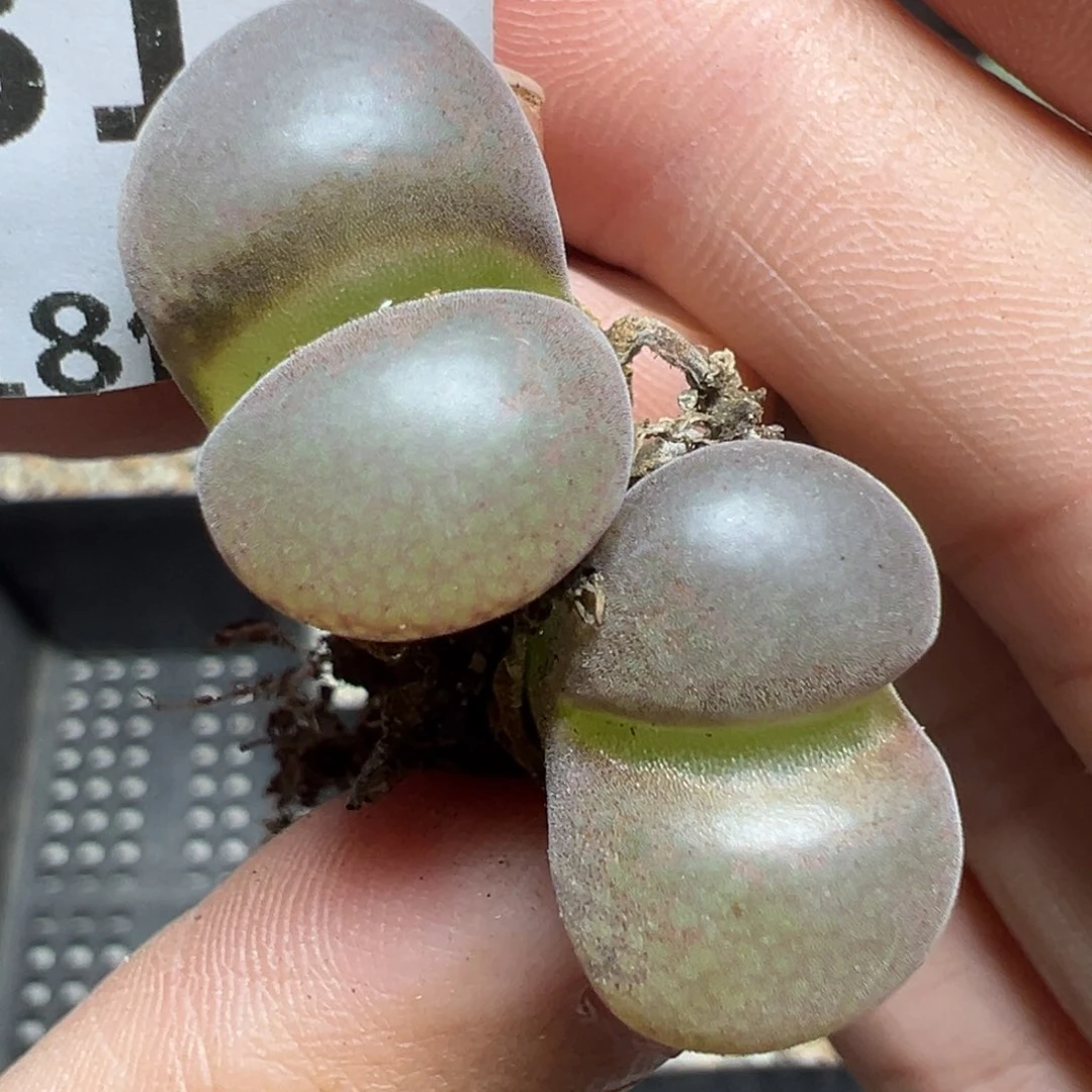 【闪购商品】931……