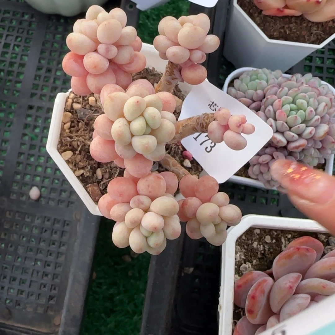 闪购精品多肉173号