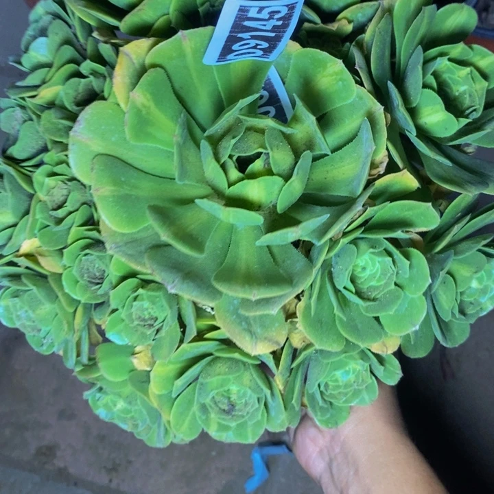 09145号翡翠琉璃法师