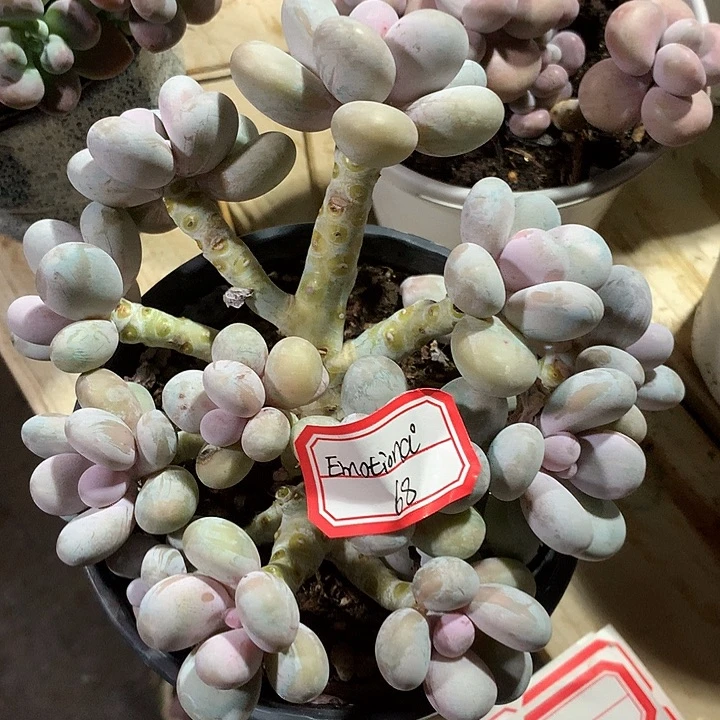 E****阿纪是我基本物理去