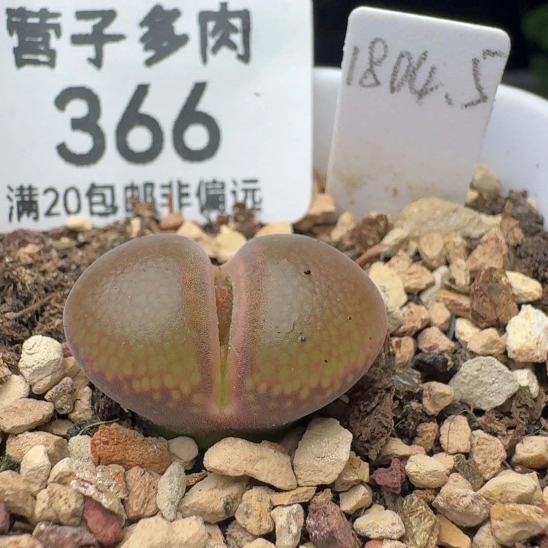 1804.5带盆土