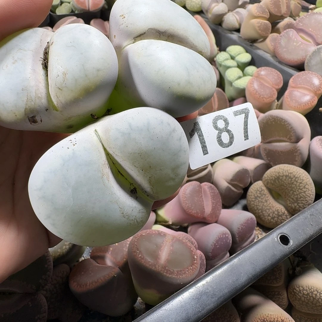 生石花一物一拍187
