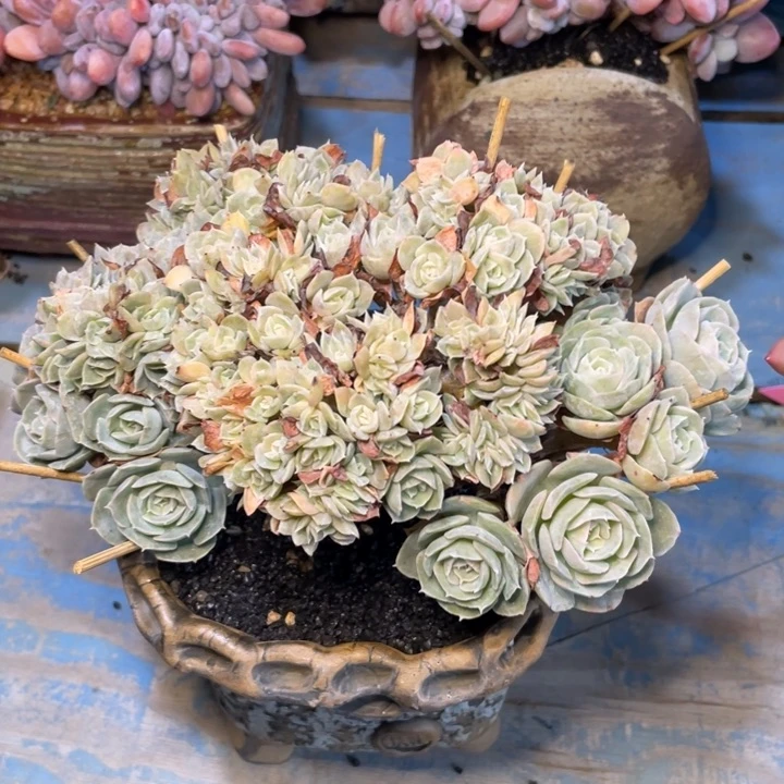 【闪购商品】安娜玫瑰缀