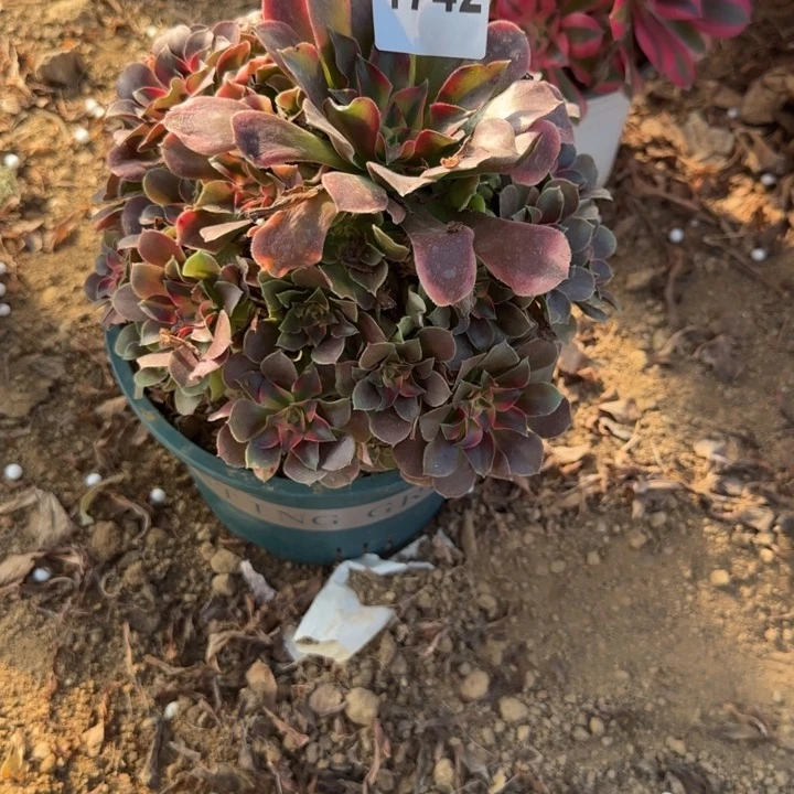 1742香妃清棚处理不包断枝