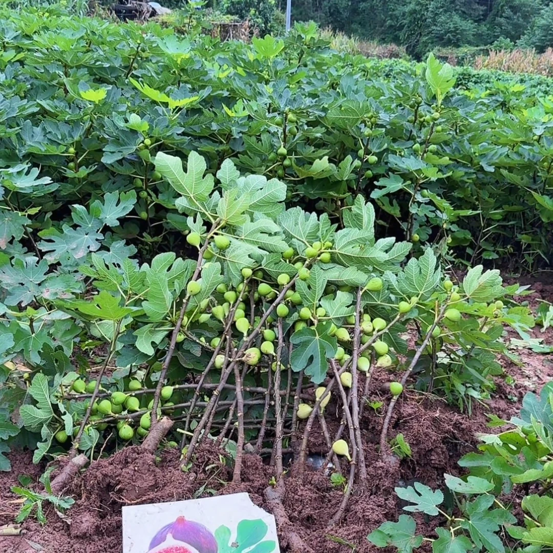 无花果树苗波姬红南北方特大果树苗粗度1.2以上高度70-100cm