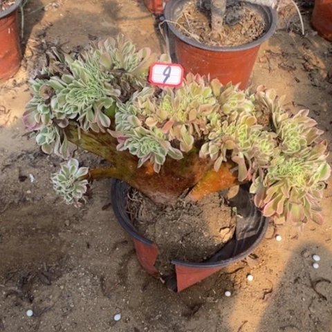 粉女巫缀一物一拍