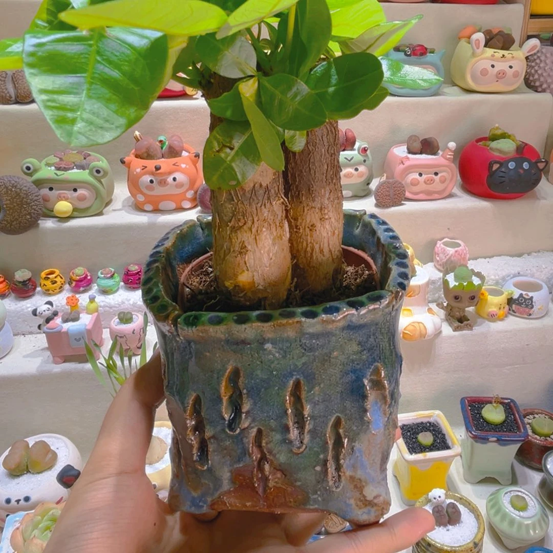 070发财树带盆带土手工盆romo
