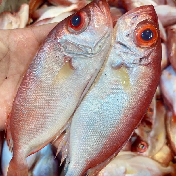 广东汕尾本港海捕红目莲，莲母