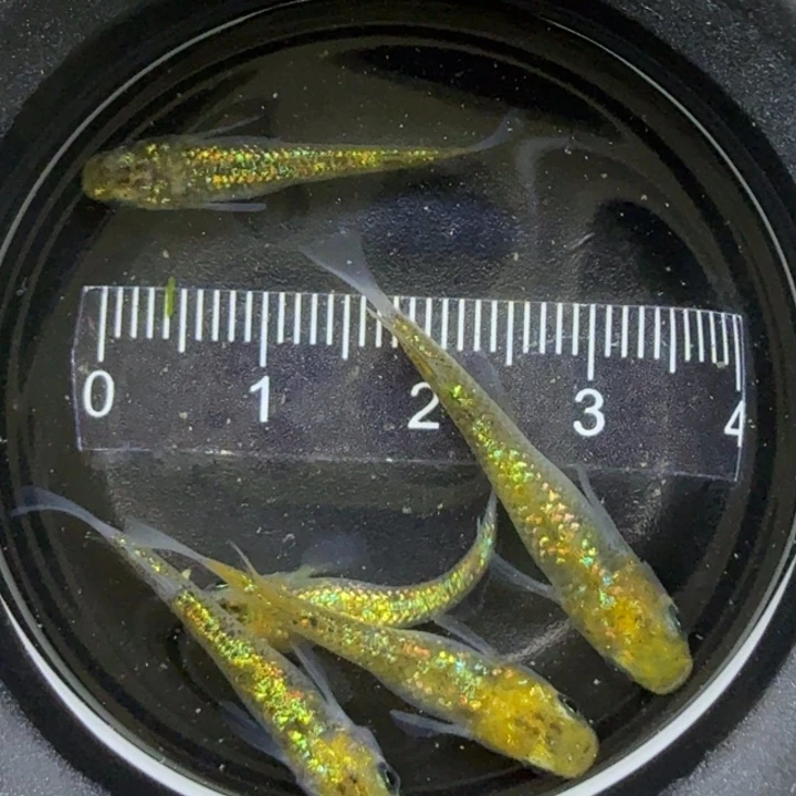 青鳉鱼猫饭星光1号