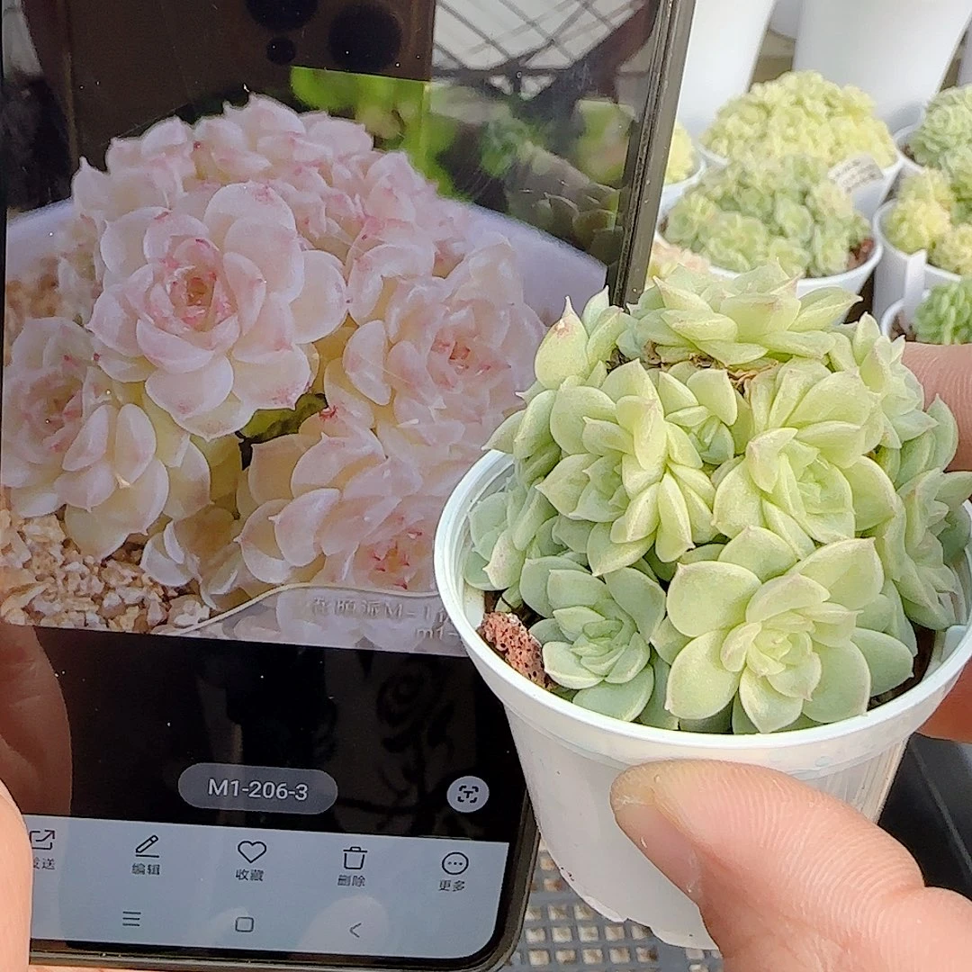 1028-134（m1-206-3）优选