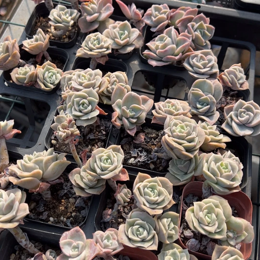 可爱玫瑰到手两盆 不包整散  量拍多肉