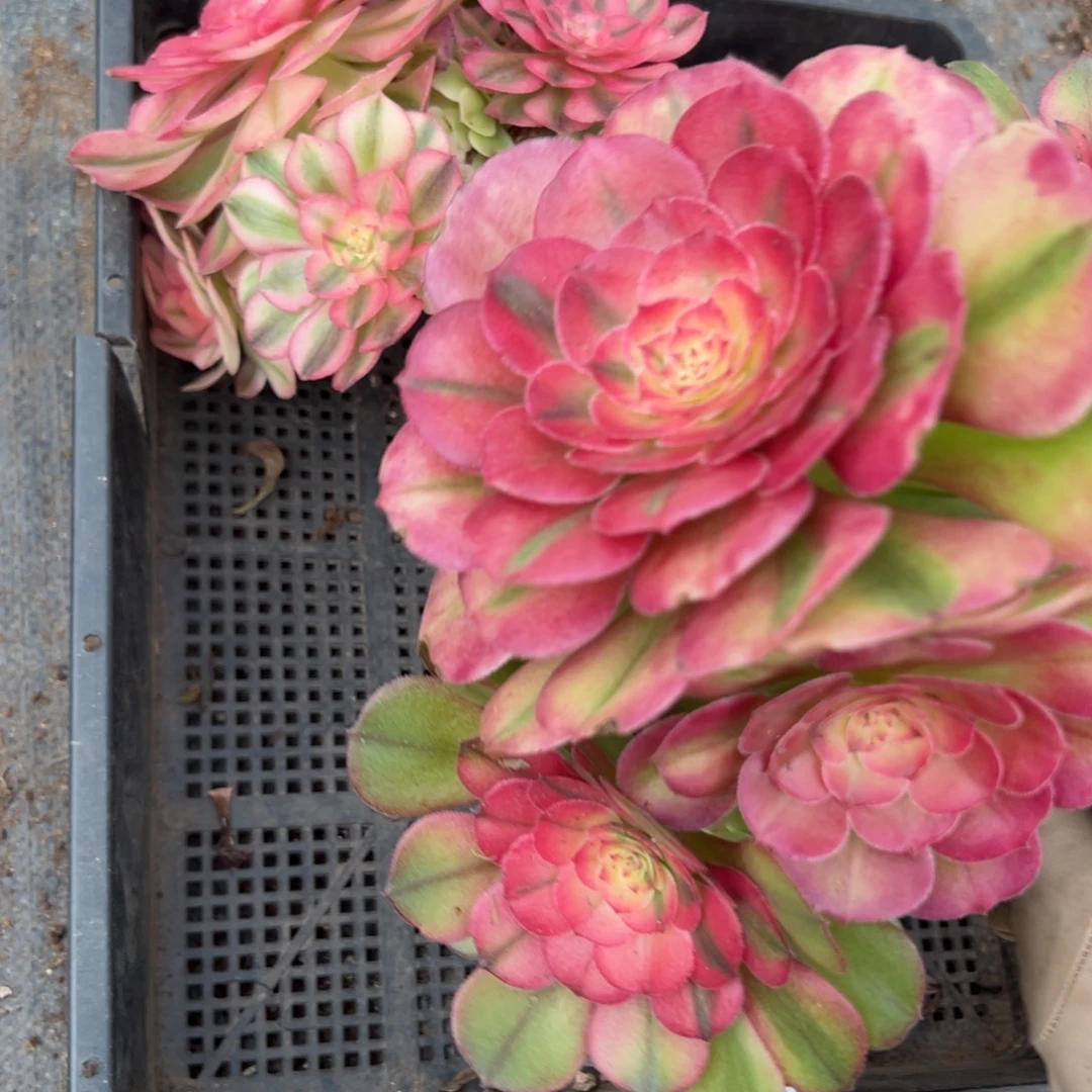 9一筐dunrouzhiwuxiyi