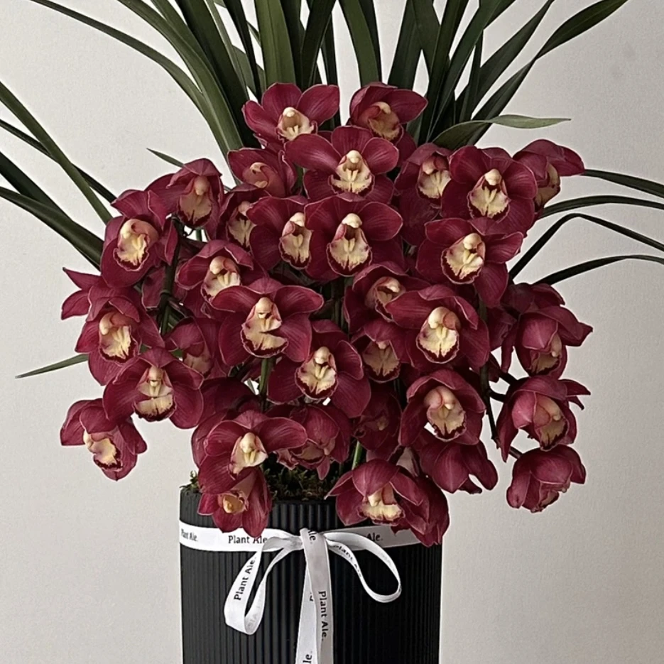 红花紫岚【拱兰】大花蕙兰年宵花盆栽花卉多年生室内阳台易养护