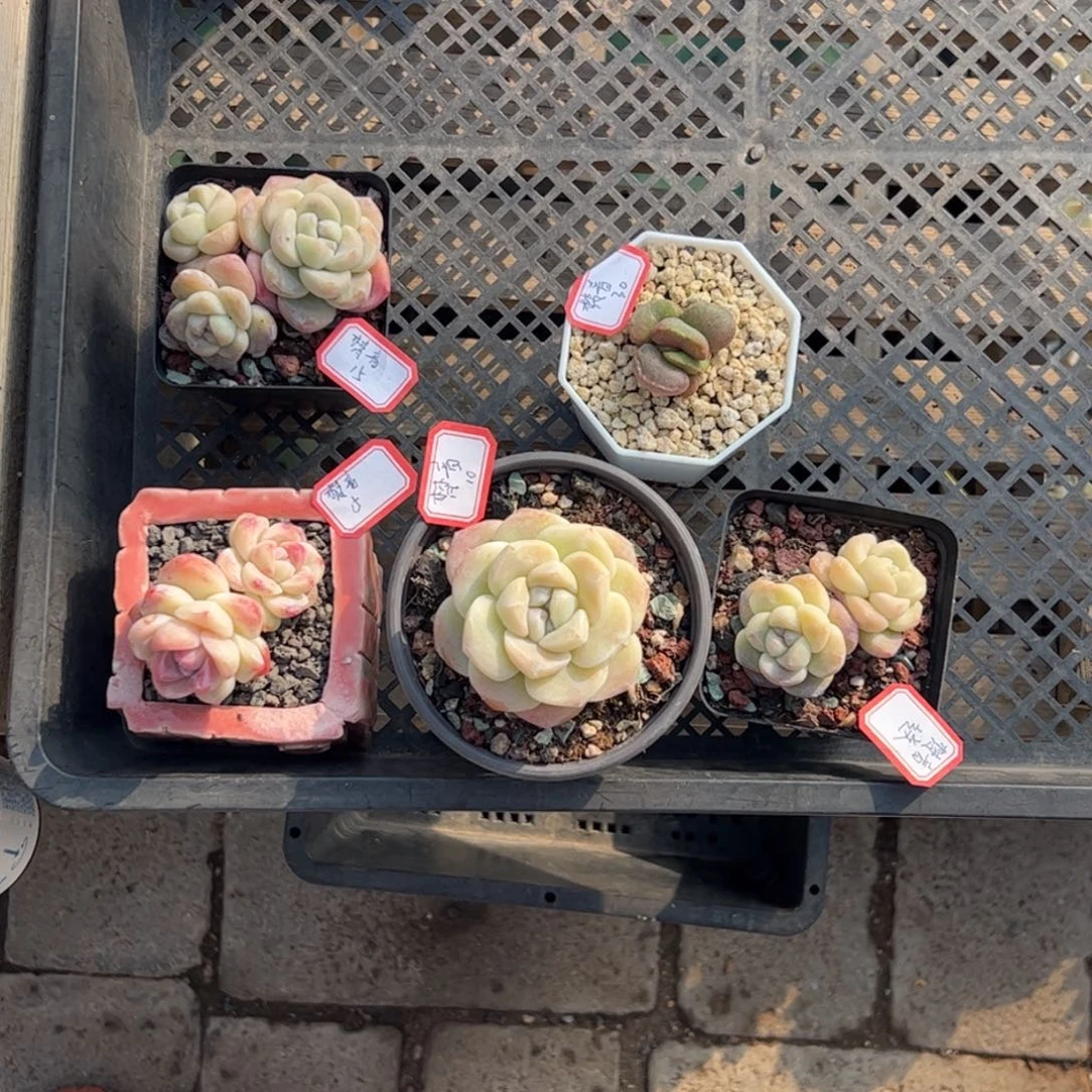 多肉植物多肉植物