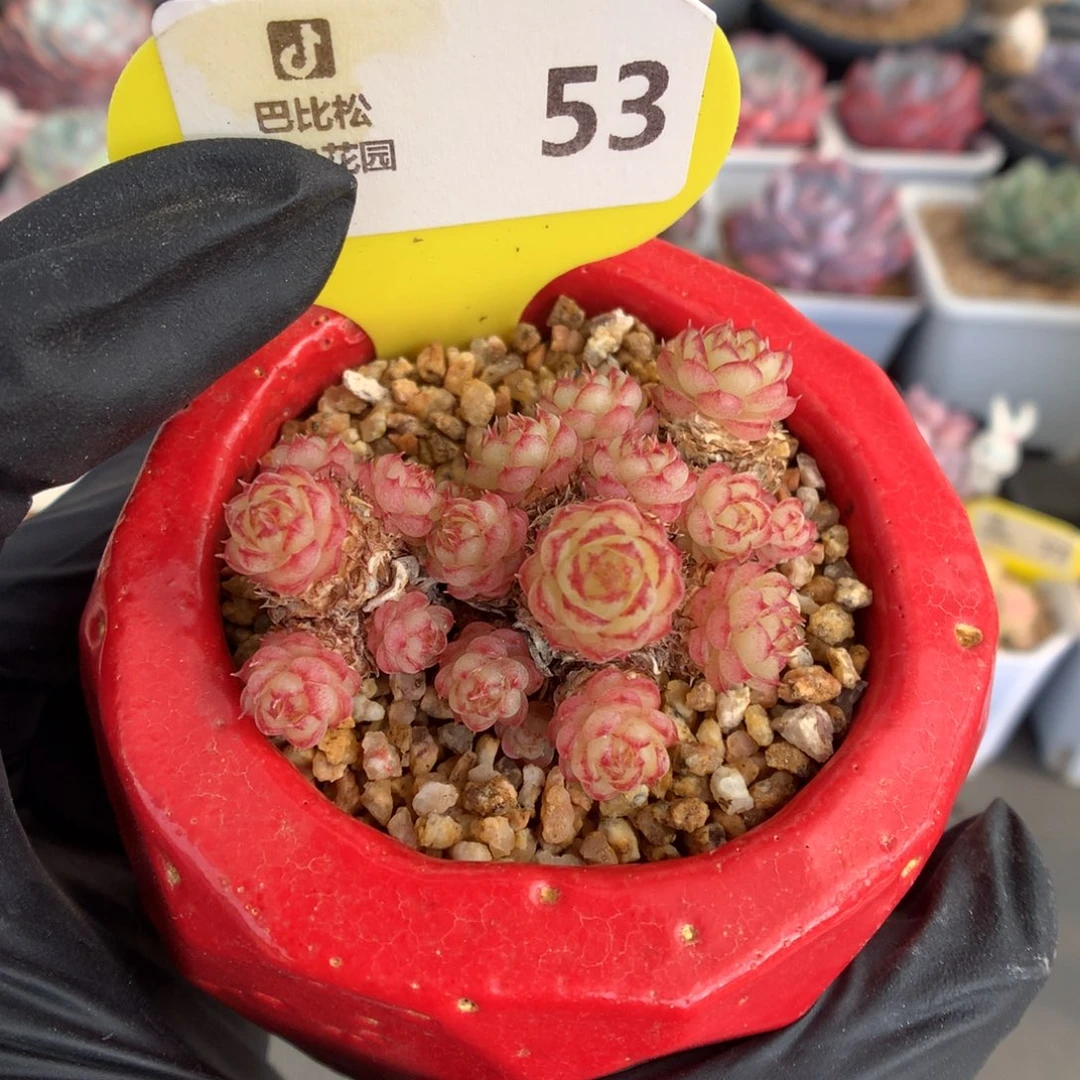 53 虞姬多肉多肉多肉