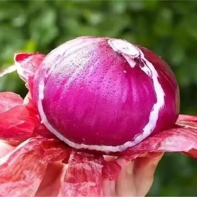 新鲜紫皮洋葱红皮现挖洋葱头皮牙桑葚干农家自种整箱批发蔬菜小郭